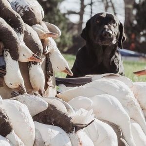 Meet your Posher, Thomas